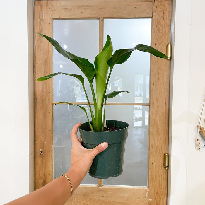Bird of Paradise Palm