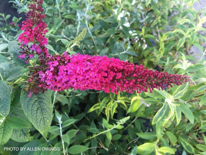 - Buddleia x 'Miss Molly' Purple Red Butterflybush - Mr Maple │ Buy Japanese Maple Trees
