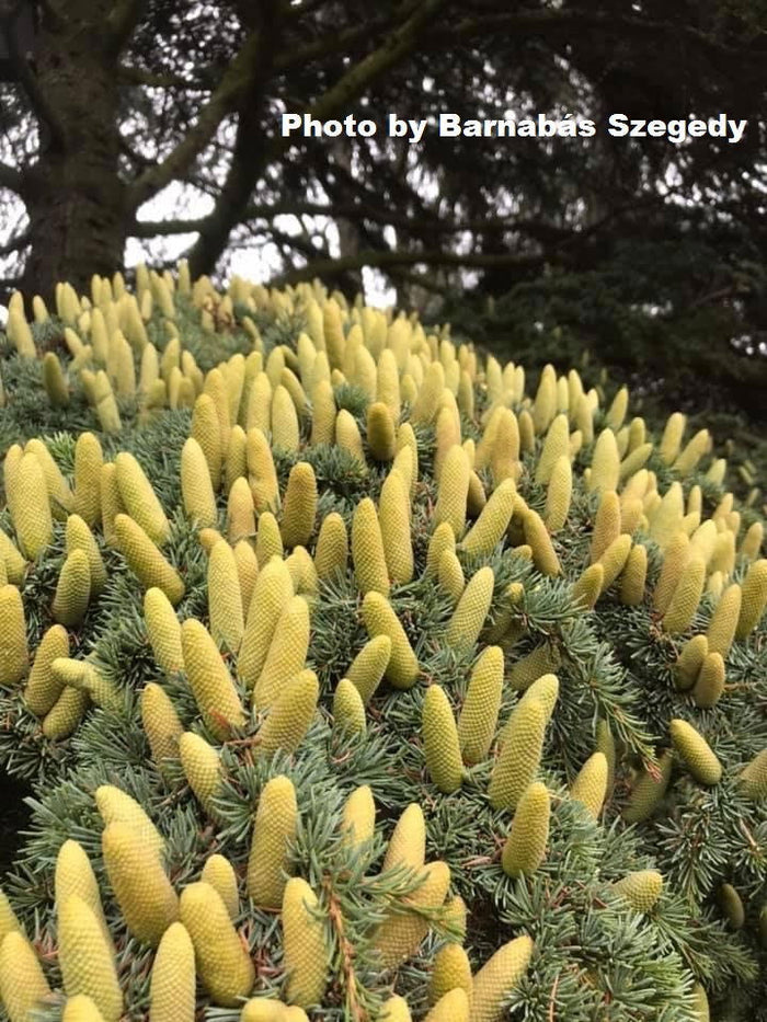 - Cedrus libani ssp brevifolia Cyprus Cedar - Mr Maple │ Buy Japanese Maple Trees