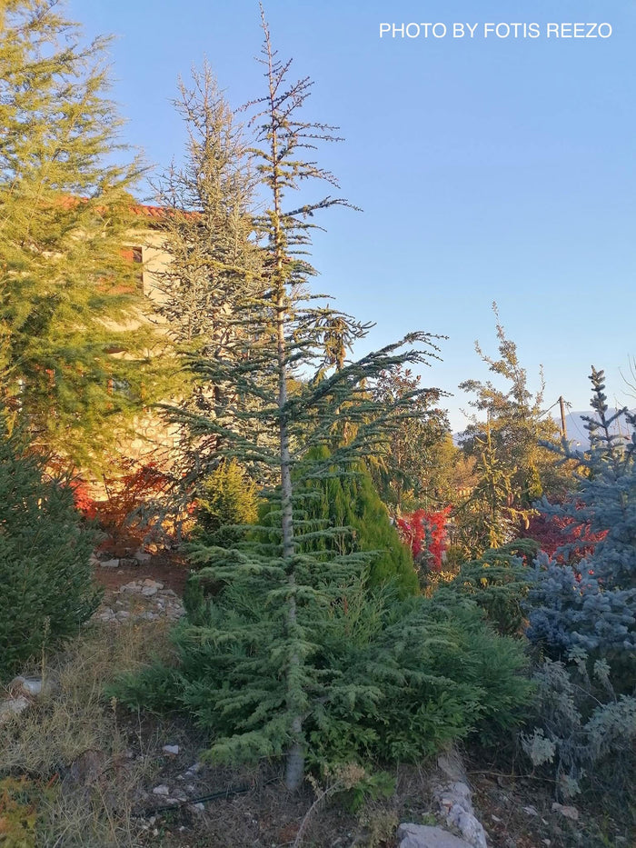 - Cedrus libani ssp brevifolia Cyprus Cedar - Mr Maple │ Buy Japanese Maple Trees