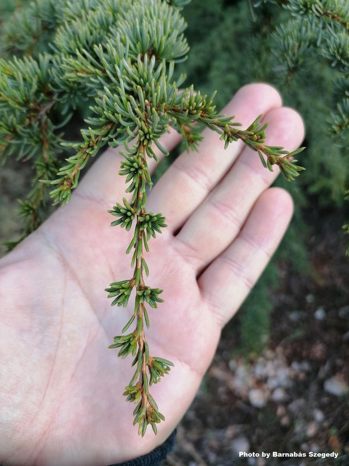 - Cedrus libani ssp brevifolia Cyprus Cedar - Mr Maple │ Buy Japanese Maple Trees