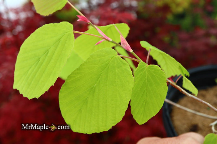 - Corylopsis gotoana ‘March Jewel’ Fragrant Winter Hazel - Mr Maple │ Buy Japanese Maple Trees