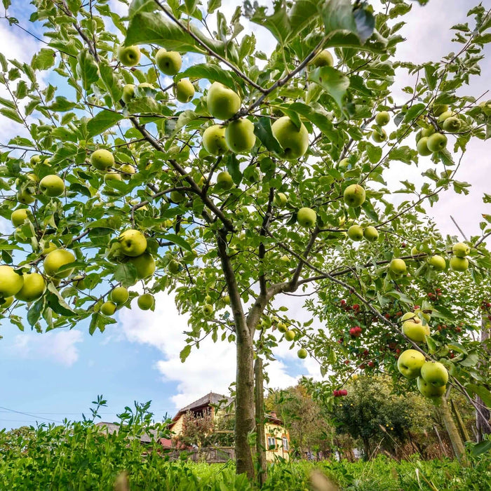 Dorsett Golden Apple (7863714382079)
