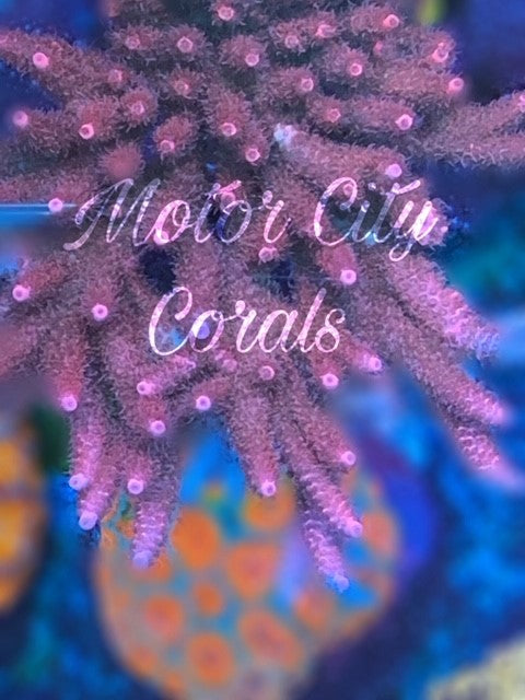 Flamingo Millepora