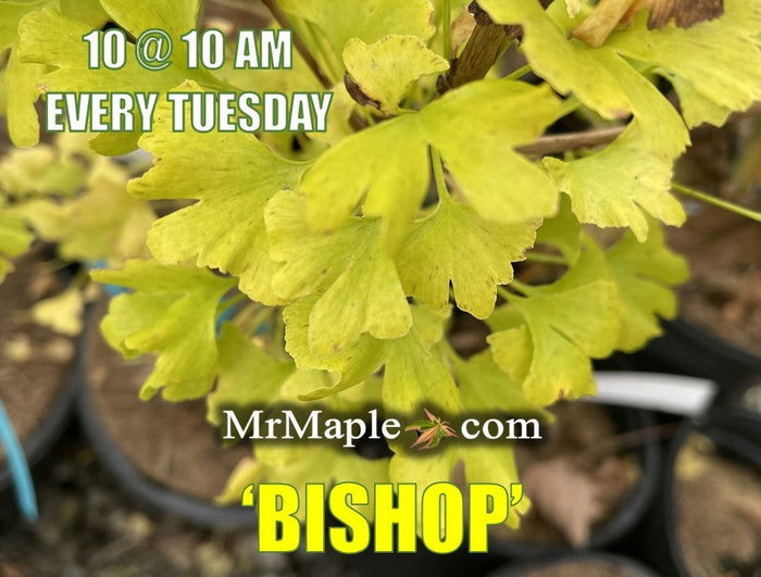 - Ginkgo biloba 'Bishop' Narrow Male Ginkgo Tree - Mr Maple │ Buy Japanese Maple Trees