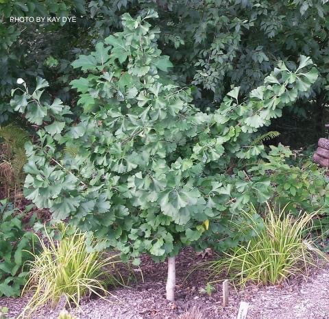 - Ginkgo biloba 'Slovakian Princess' Dwarf Ginkgo Tree - Mr Maple │ Buy Japanese Maple Trees