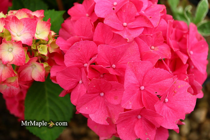 - Hydrangea macrophylla 'Red Sensation’ Hydrangea - Mr Maple │ Buy Japanese Maple Trees