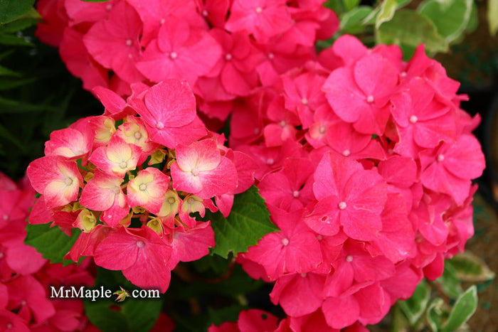 - Hydrangea macrophylla 'Red Sensation’ Hydrangea - Mr Maple │ Buy Japanese Maple Trees