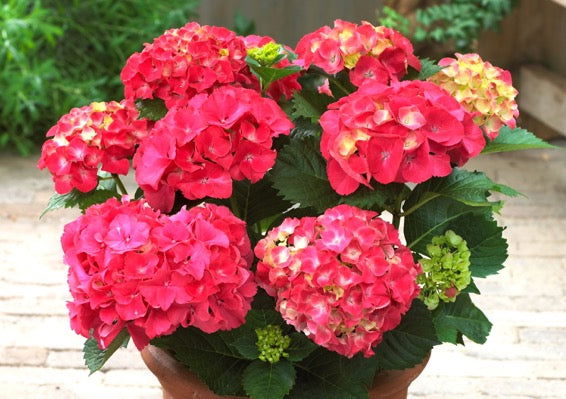 - Hydrangea macrophylla 'Red Sensation’ Hydrangea - Mr Maple │ Buy Japanese Maple Trees