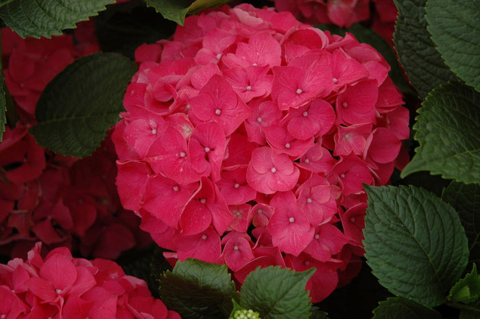 - Hydrangea macrophylla 'Red Sensation’ Hydrangea - Mr Maple │ Buy Japanese Maple Trees