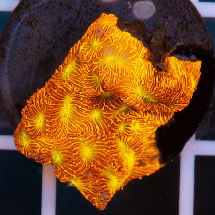JF Jackolantern