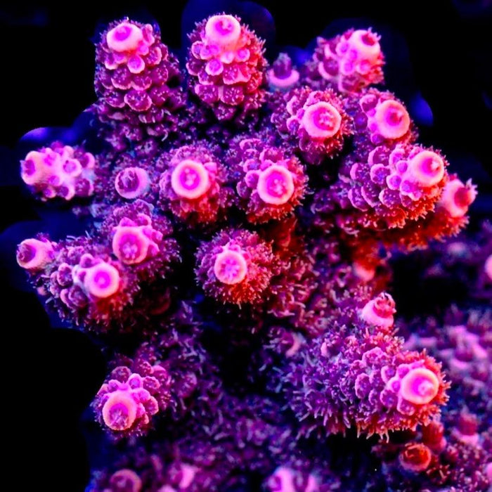 MCC Rouge Millepora