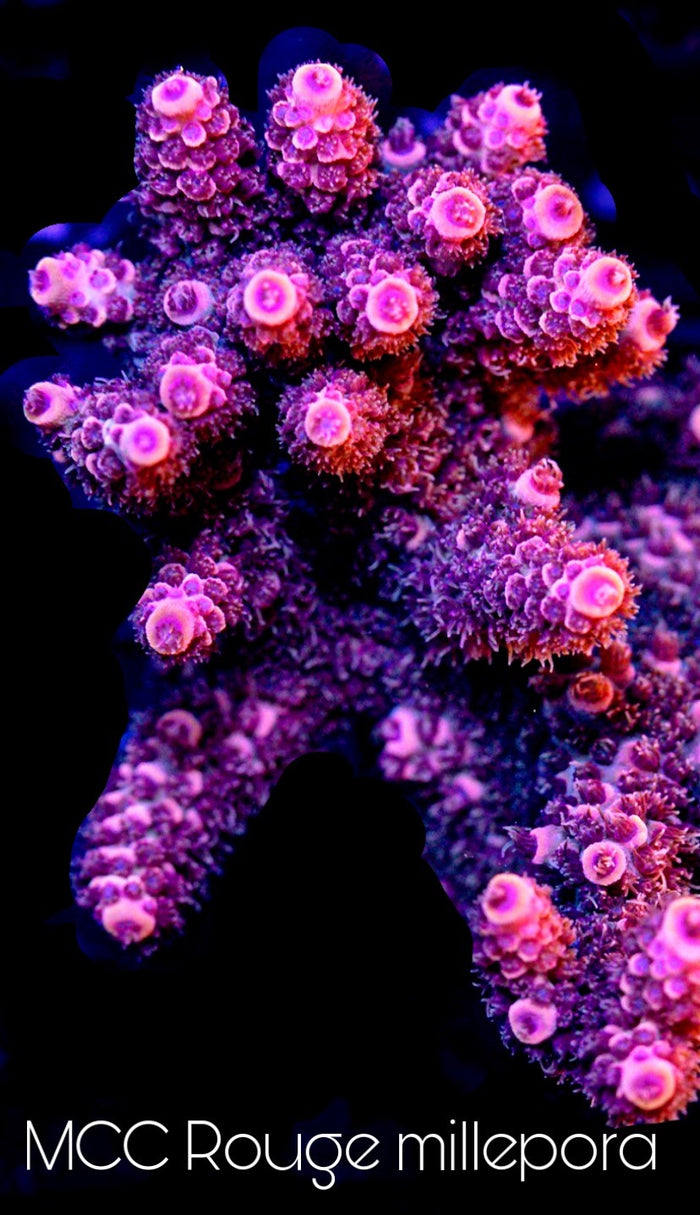 MCC Rouge Millepora