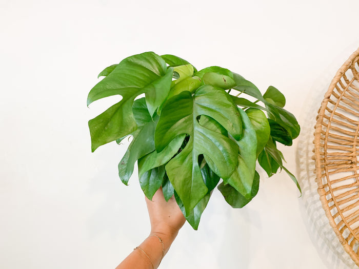 Monstera Minima