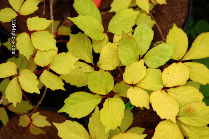 - Parthenocissus tricuspidata 'Fenway Park' Golden Boston Ivy - Mr Maple │ Buy Japanese Maple Trees