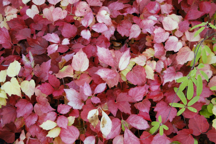 - Parthenocissus tricuspidata 'Fenway Park' Golden Boston Ivy - Mr Maple │ Buy Japanese Maple Trees