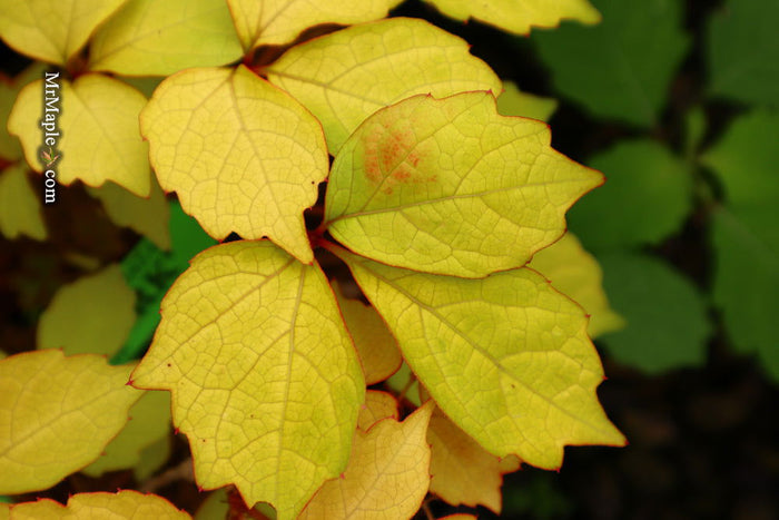 - Parthenocissus tricuspidata 'Fenway Park' Golden Boston Ivy - Mr Maple │ Buy Japanese Maple Trees