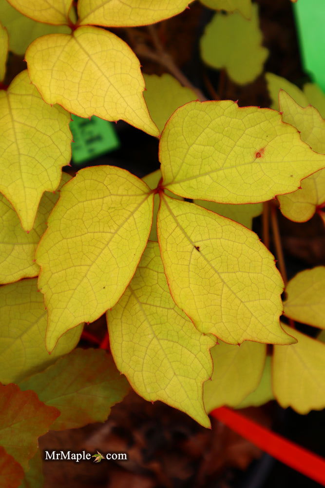 - Parthenocissus tricuspidata 'Fenway Park' Golden Boston Ivy - Mr Maple │ Buy Japanese Maple Trees