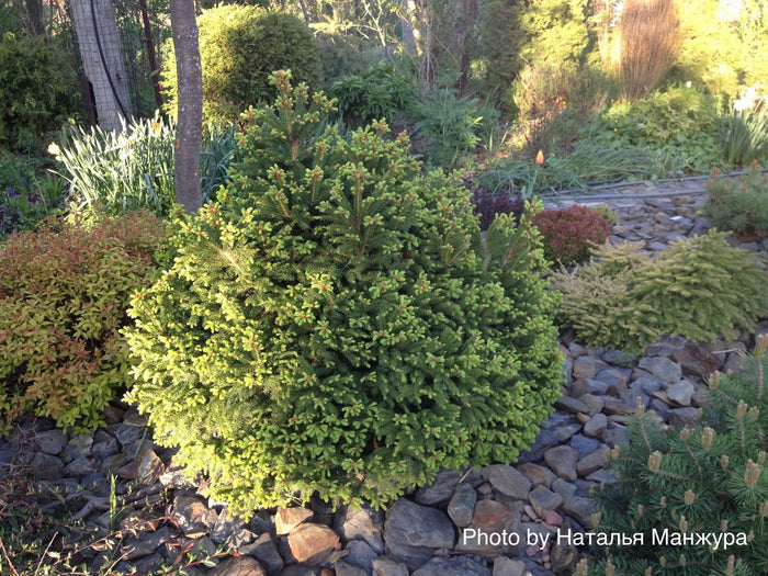 - Picea abies 'Ohlendorffii' Rare Dwarf Norway Spruce - Mr Maple │ Buy Japanese Maple Trees