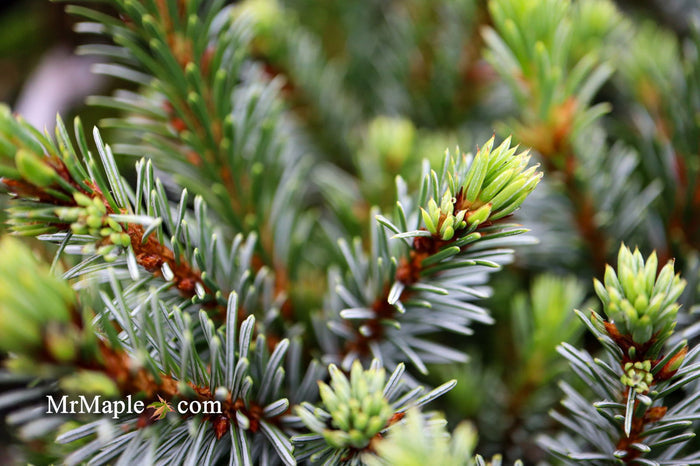 - Picea omorika 'Berliner's Weeper WB' Purple Cone Dwarf Serbian Spruce - Mr Maple │ Buy Japanese Maple Trees