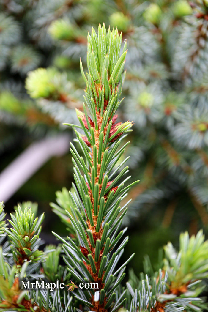 - Picea omorika 'Berliner's Weeper WB' Purple Cone Dwarf Serbian Spruce - Mr Maple │ Buy Japanese Maple Trees