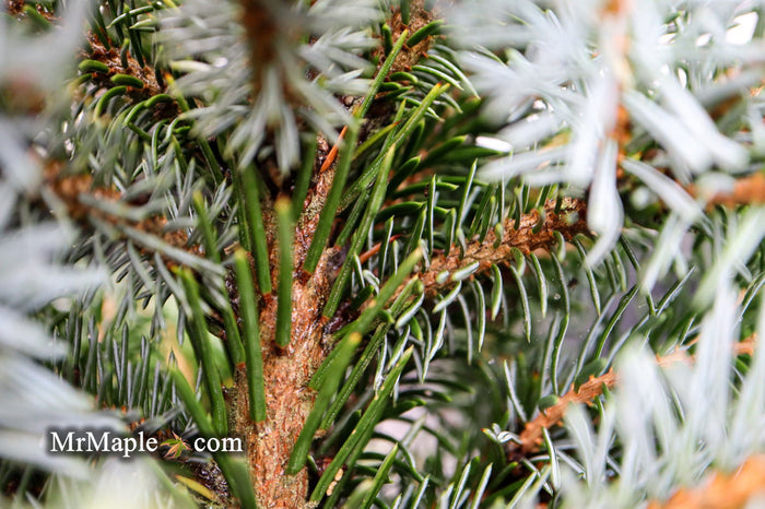 - Picea omorika 'Berliner's Weeper WB' Purple Cone Dwarf Serbian Spruce - Mr Maple │ Buy Japanese Maple Trees