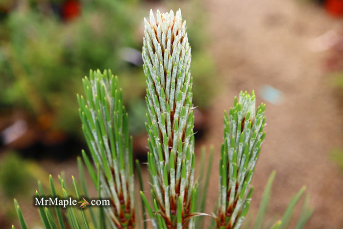 - Pinus heldreichii 'Satellit' Satellite Bosnian Pine - Mr Maple │ Buy Japanese Maple Trees