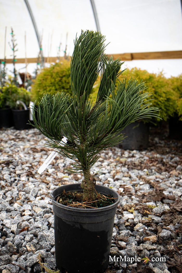 - Pinus heldreichii 'Satellit' Satellite Bosnian Pine - Mr Maple │ Buy Japanese Maple Trees