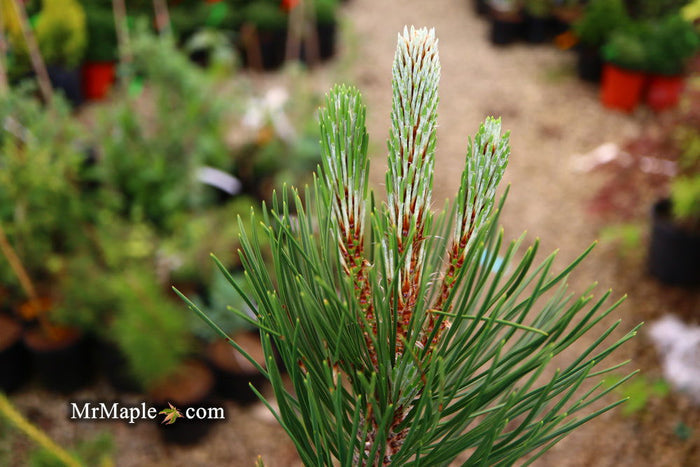- Pinus heldreichii 'Satellit' Satellite Bosnian Pine - Mr Maple │ Buy Japanese Maple Trees