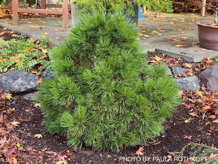 - Pinus heldreichii 'Smidtii' Dwarf Bosnian Pine - Mr Maple │ Buy Japanese Maple Trees