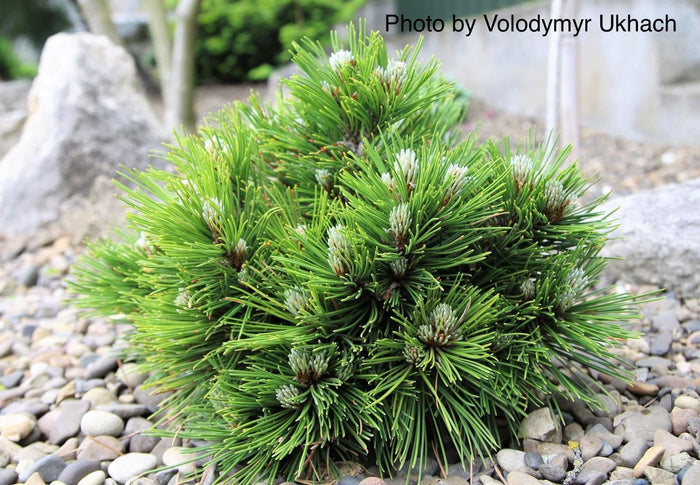 - Pinus heldreichii 'Smidtii' Dwarf Bosnian Pine - Mr Maple │ Buy Japanese Maple Trees