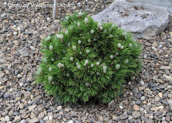 - Pinus heldreichii 'Smidtii' Dwarf Bosnian Pine - Mr Maple │ Buy Japanese Maple Trees