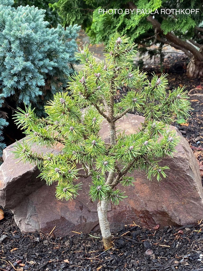 - Pinus mugo 'Paul’s Dwarf' Mountain Pine Tree - Mr Maple │ Buy Japanese Maple Trees