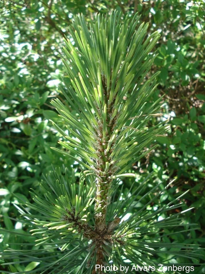 - Pinus nigra ‘Caperci’s Golden Cream’ Austrian Black Pine Tree - Mr Maple │ Buy Japanese Maple Trees