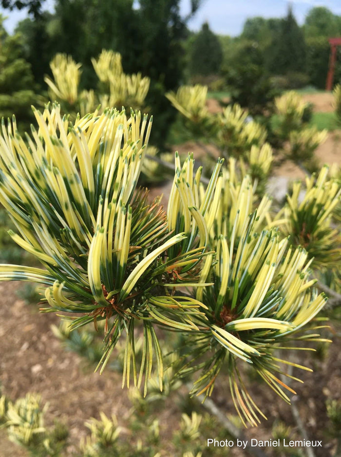 - Pinus parviflora 'Fukai' Variegated Japanese White Pine - Mr Maple │ Buy Japanese Maple Trees