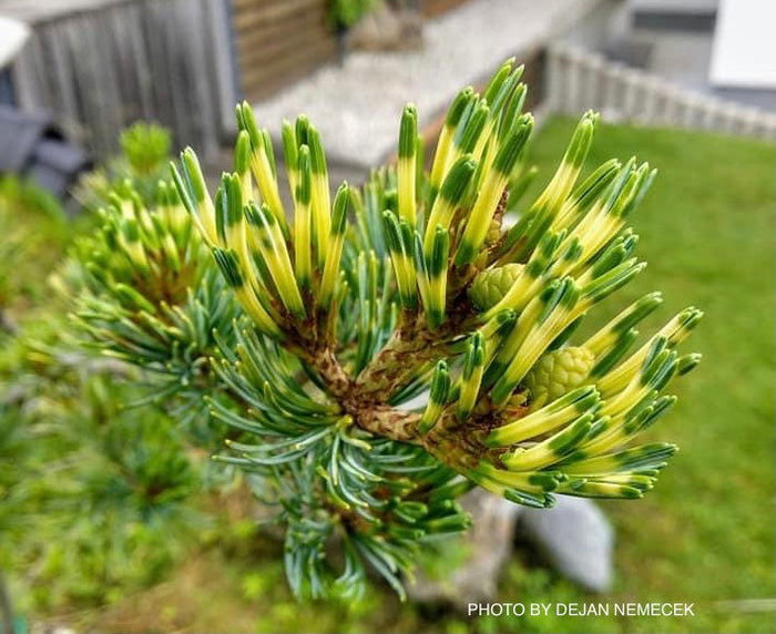 - Pinus parviflora 'Fukai' Variegated Japanese White Pine - Mr Maple │ Buy Japanese Maple Trees
