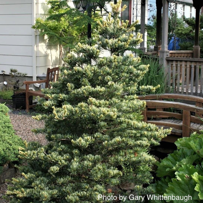 - Pinus parviflora 'Fukai' Variegated Japanese White Pine - Mr Maple │ Buy Japanese Maple Trees