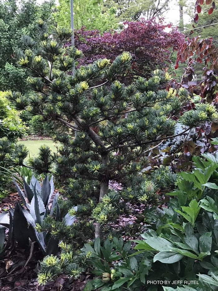 - Pinus parviflora 'Fukai' Variegated Japanese White Pine - Mr Maple │ Buy Japanese Maple Trees