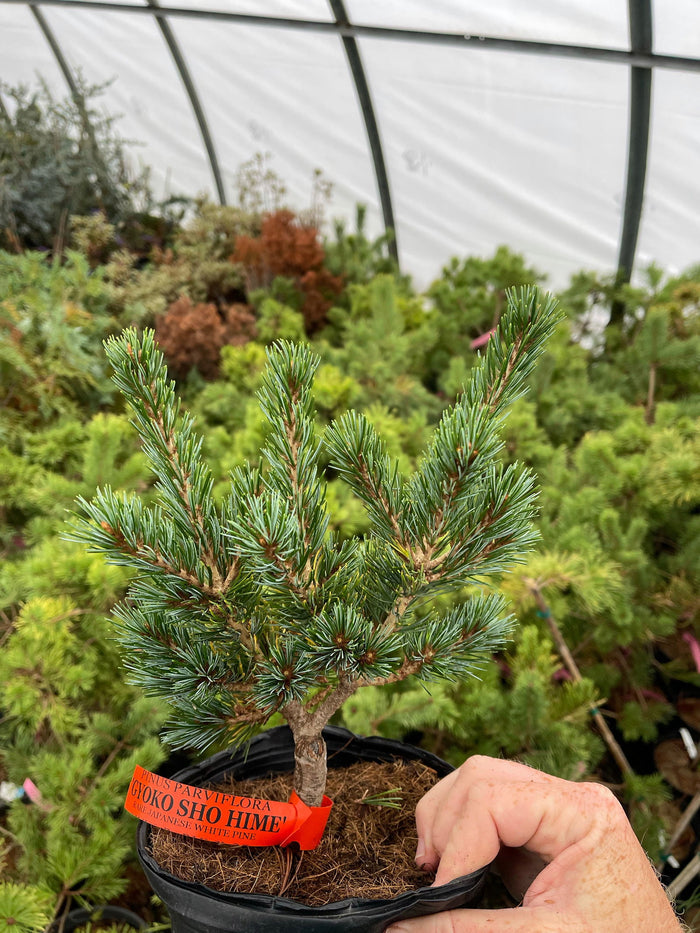 - Pinus parviflora 'Gyoko sho hime' Japanese Dwarf White Pine - Mr Maple │ Buy Japanese Maple Trees
