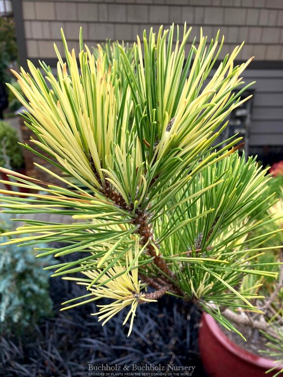 Pinus thunbergii 'Aocha' Golden Japanese Black Pine Tree