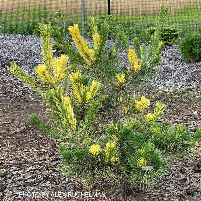 - Pinus thunbergii 'Aocha' Golden Japanese Black Pine Tree - Mr Maple │ Buy Japanese Maple Trees