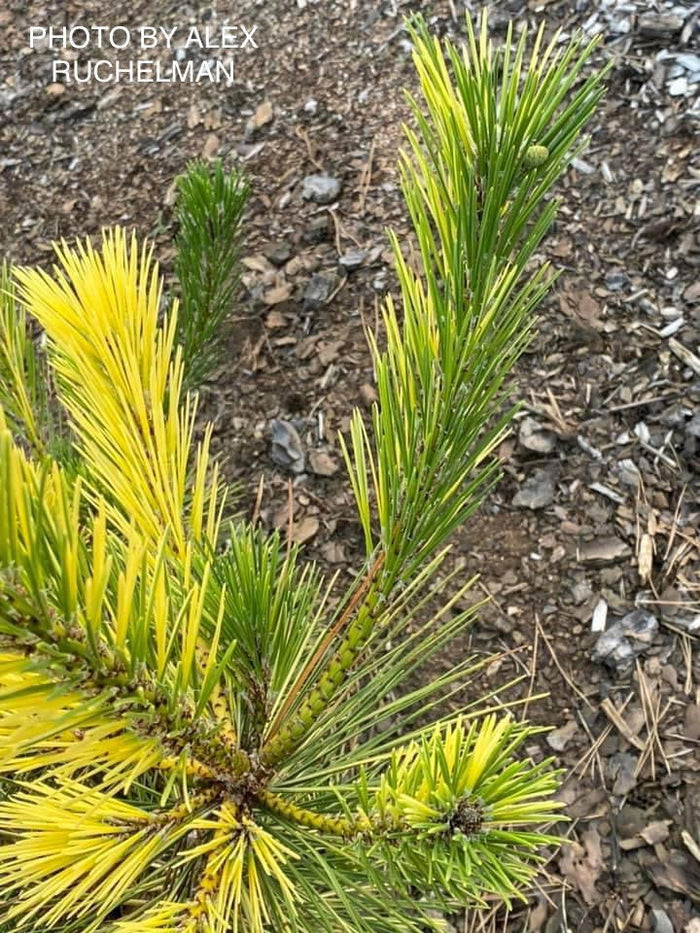 - Pinus thunbergii 'Aocha' Golden Japanese Black Pine Tree - Mr Maple │ Buy Japanese Maple Trees