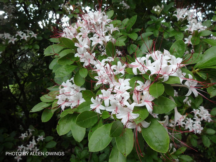- Rhododendron arborescens Native Sweet Azalea - Mr Maple │ Buy Japanese Maple Trees