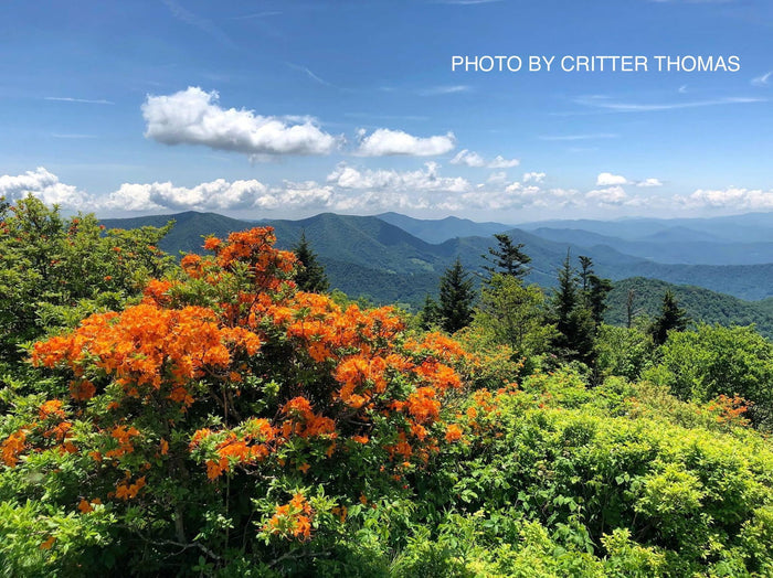 - Rhododendron calendulaceum Orange Native Flame Azalea - Mr Maple │ Buy Japanese Maple Trees