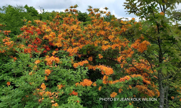- Rhododendron calendulaceum Orange Native Flame Azalea - Mr Maple │ Buy Japanese Maple Trees