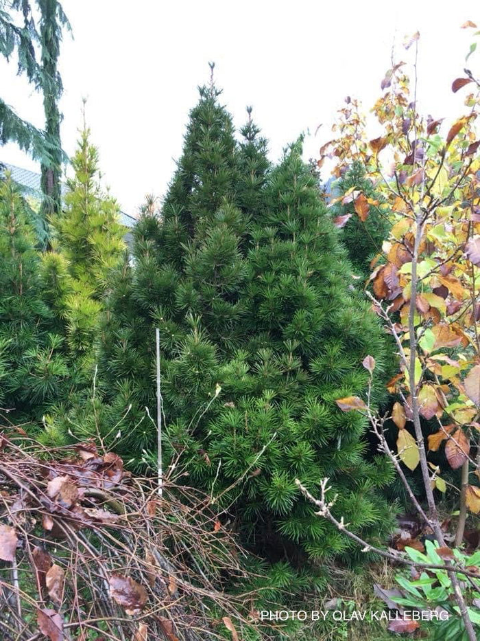 - Sciadopitys verticillata 'Green Star' Japanese Umbrella Pine Tree - Mr Maple │ Buy Japanese Maple Trees