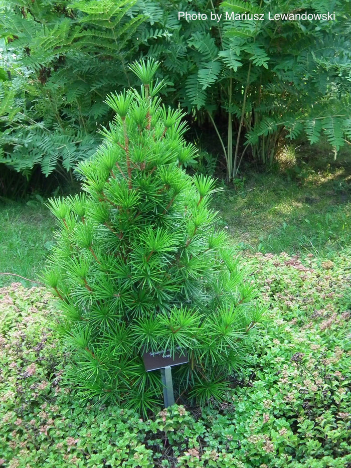 - Sciadopitys verticillata 'Picola' Japanese Umbrella Pine Tree - Mr Maple │ Buy Japanese Maple Trees