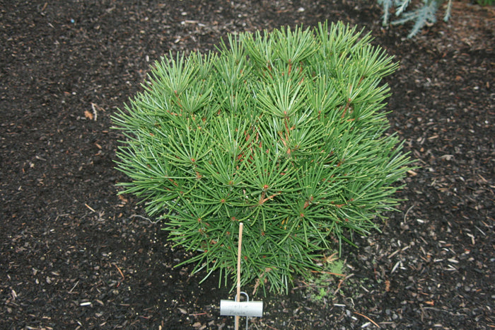 - Sciadopitys verticillata 'Picola' Japanese Umbrella Pine Tree - Mr Maple │ Buy Japanese Maple Trees