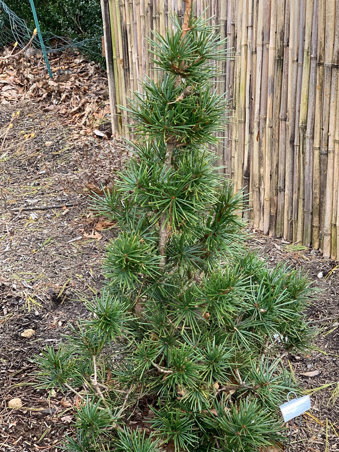 - Sciadopitys verticillata 'Picola' Japanese Umbrella Pine Tree - Mr Maple │ Buy Japanese Maple Trees