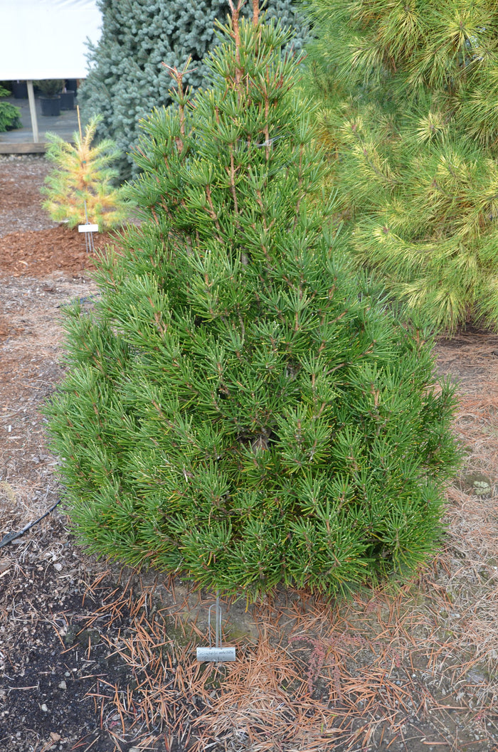 - Sciadopitys verticillata 'Picola' Japanese Umbrella Pine Tree - Mr Maple │ Buy Japanese Maple Trees